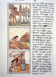 Scener med bondeliv, hvetehøst, egrening på matte og strømpe i krukker, tekst i Nahuati, fra faksimile av manuskript General History of Things of New Spain, også kjent som Florentine Codex, av Bernardino de Sahagun av Fra Bernadino da Sahagun