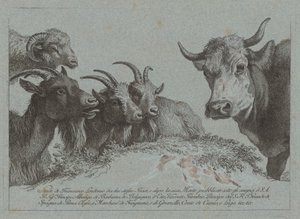 Study of Heads: Three Goats, an Ox, and a Ram, publisert ca. 1783. av Francesco Londonio