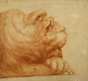 Et løvehode i profil (rødt kritt på hvitt papir) av Francesco de Rossi Salviati Cecchino