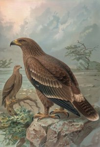 GRAVERING-NEPAL ØRN-KVINNE-AQUILA NIPALENSIS