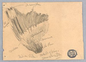 Skisse av en vinge av Francis Augustus Lathrop