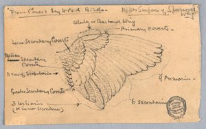 Studie av en spurvevinge av Francis Augustus Lathrop