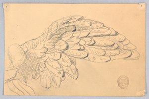 Studie av en vinge av Francis Augustus Lathrop
