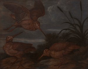 Woodcock i skumringen av Francis Barlow