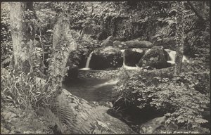 Glen Lyn, bekk og løvverk