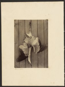  av Francis Edmond Currey