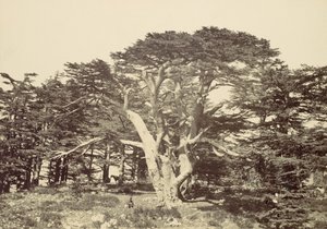 Den største av sedertrene, Mount Libanon, 1857. av Francis Frith