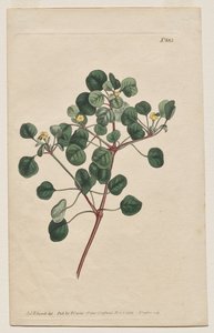 Det botaniske magasinet eller blomsterhagen vist: Plate 883, Euphorbia Petiolaris. Langforfulgt Spurge av Francis Sansom