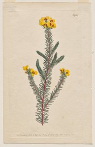 The Botanical Magazine eller Flower Garden vist: Plate 944, Dillwynia glaberrima. Glattbladet Dillwynnia. [Dillwynia ericifolia gaberrima] av Francis Sansom