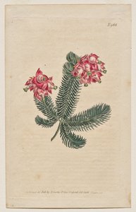 Det botaniske magasinet eller blomsterhagen vist: Plate 966, Erica Elegans. Elegant Heath [Erica glauca] av Francis Sansom