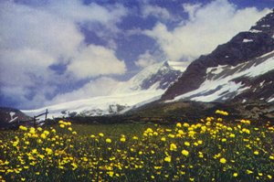 Trollius på Simplon-passet (bilde)