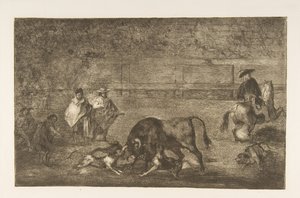 Plate C: Hundene slipper løs på oksen., ca. 1816. av Francisco de Goya