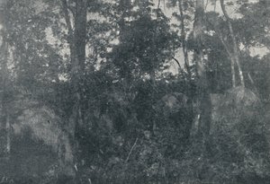 Indian Cabins, 1895