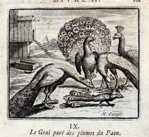 Jay pryder påfuglfjær. Fabler av Jean de La Fontaine (1621-95). Illustrasjon av François Chauveau (1613-1676). Utgave av 1728. av Francois Chauveau
