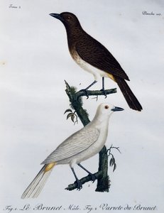 Afrikansk rødøyd bulbul (Pycnonotus nigricans), gravering fra Histoire Naturelle des Oiseaux d