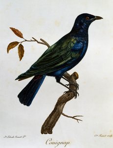 Svartmaget blank stær (Lamprotornis corruscus), gravering fra Histoire Naturelle des Oiseaux d