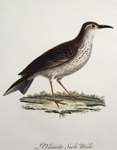 Cape Longbill hann (Certhilauda curvirostris), gravering fra Histoire Naturelle des Oiseaux d