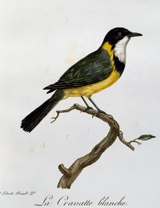 Golden Whistler (Pachycephala pectoralis), gravering fra Natural History of African Birds av Francois Le Vaillant