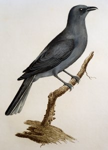 Grey Cuckooshrike (Coracina caesia), gravering fra Histoire Naturelle des Oiseaux d'Afrique av Francois Le Vaillant (1753-1824), Frankrike
