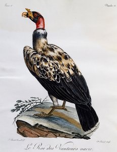 King Vulture (Sarcoramphus papa), gravering fra Natural History of African Birds