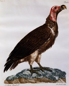 Grib med lappansikt (Torgos tracheliotos), gravering fra Natural History of the Birds of Africa