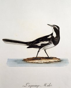 Hann afrikansk pied vipstjert (Motacilla aguimp), gravering fra Histoire Naturelle des Oiseaux d