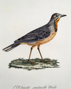 Mann Kapp Longclaw (Macronyx capensis), gravering fra Histoire Naturelle des Oiseaux d'Afrique av Francois Le Vaillant (1753-1824), Frankrike