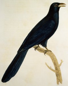 Mann Coucou a gros bec, gravering fra Histoire Naturelle des Oiseaux d