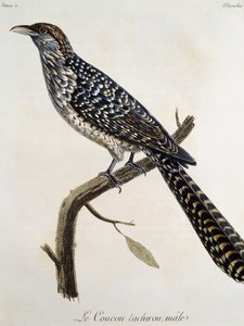 Mann Coucou tachirou, gravering fra Natural History of the Birds of Africa av Francois Le Vaillant (1753-1824), Frankrike av Francois Le Vaillant