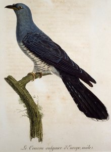 Eurasisk hanngjøk (Cuculus canorus), gravering fra Histoire Naturelle des Oiseaux d