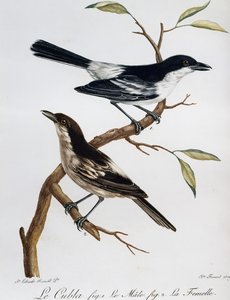 Hann og hunn av svartrygg (Dryoscopus cubla), gravering fra Histoire Naturelle des Oiseaux d'Afrique av Francois Le Vaillant