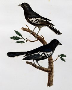 Hann og hunn av svartmeis (Parus niger), gravering fra Histoire Naturelle des Oiseaux d'Afrique