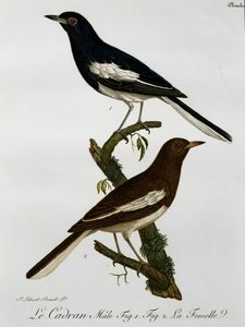 Hann og hunn av Oriental Magpie-robin (Copsychus saularis), gravering fra Histoire Naturelle des Oiseaux d