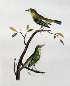 Hann og hunn av blek hvitøye (Zosterops pallidus), gravering fra Histoire Naturelle des Oiseaux d'Afrique av Francois Le Vaillant