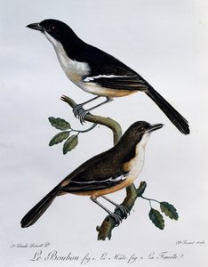 Hann og hunn av Southern Boubou (Laniarius ferrugineus), gravering fra Histoire Naturelle des Oiseaux d