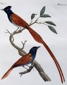 Hann og hunn av flekket fluesnapper (Muscicapa striata), gravering fra Histoire Naturelle des Oiseaux d'Afrique