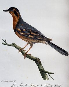 Rødfugl, svart krage, gravering fra Natural History of African Birds