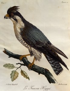Peregrine Falcon (Falco peregrinus), gravering fra Natural History of the Birds of Africa av Francois Le Vaillant