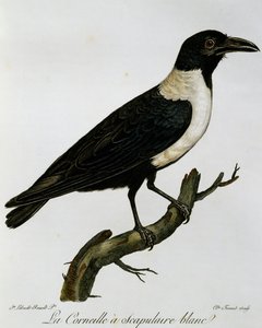 Pied Crow (Corvus albus), gravering fra Natural History of the Birds of Africa