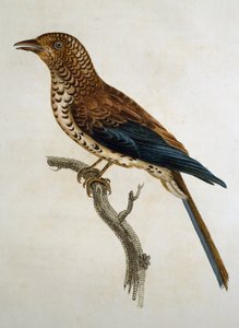 Rødlokket lerke (Calandrella cinerea), gravering fra Histoire Naturelle des Oiseaux d'Afrique av Francois Le Vaillant (1753-1824), Frankrike av Francois Le Vaillant