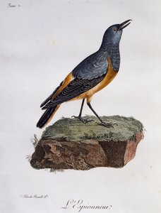 Sentinel rock Thrush (Monticola-utforsker), gravering fra Histoire Naturelle des Oiseaux d