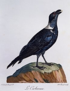Hvithalset ravn (Corvus albicollis), gravering fra Natural History of African Birds