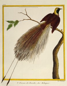 Greater Bird-of-Paradise (Paradisaea apoda), fra Natural History of Birds av Francois Nicolas Martinet