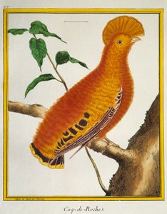Guianan Cock-of-the-rock (Rupicola rupicola), fra Natural History of Birds av Francois Nicolas Martinet