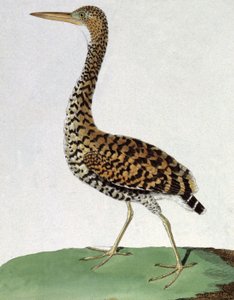 Ære av Francois Nicolas Martinet