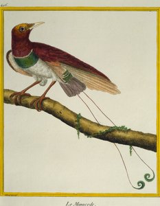 Konge-paradisfugl (Cicinnurus regius), fra Natural History of Birds av Francois Nicolas Martinet