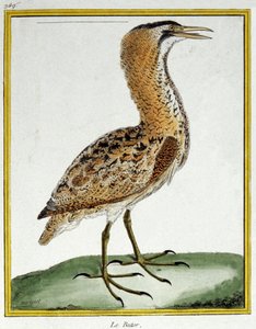 Vitenskap. zoologi. Bittern. Gravering av Francois Nicolas Martinet i: Natural History of Birds, av Georges Louis Leclerc de Buffon, Frankrike, ca. 1777 (fargegravering) av Francois Nicolas Martinet