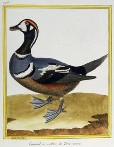 Vitenskap. zoologi. And fra Newfoundland. Gravering av Francois Nicolas Martinet i: Natural History of Birds, av Georges Louis Leclerc de Buffon, Frankrike, ca. 1777 (fargegravering)