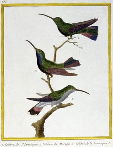 Vitenskap. zoologi. Hummingbird fra Santo Domingo, Mexico og Jamaica. Gravering av Francois Nicolas Martinet i: Natural History of Birds, av Georges Louis Leclerc de Buffon, Frankrike, ca. 1777 (fargegravering) av Francois Nicolas Martinet
