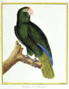 Vitenskap. zoologi. Papegøye av Santo Domingo. Gravering av Francois Nicolas Martinet i: Natural History of Birds, av Georges Louis Leclerc de Buffon, Frankrike, ca. 1777 (fargegravering) av Francois Nicolas Martinet